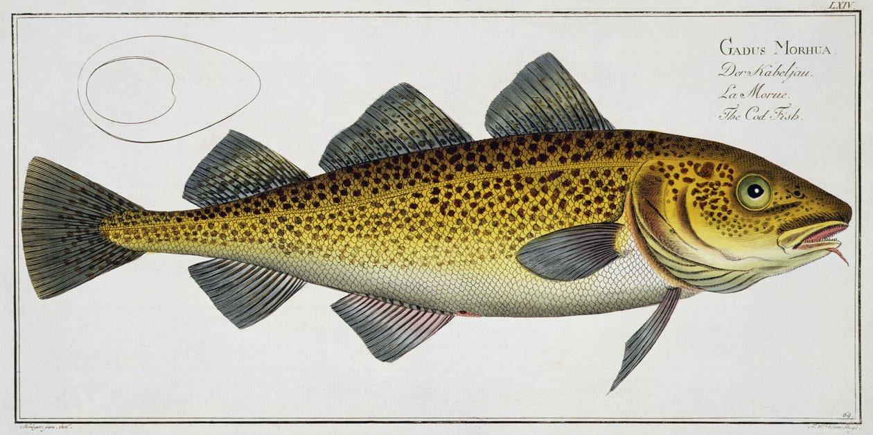Merluzzo (Gadus Morhua) tavola LXIV da 