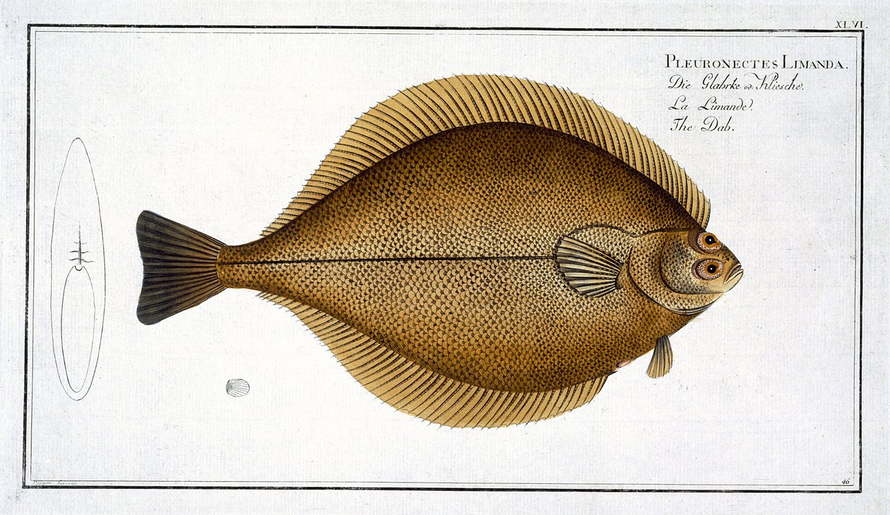 Dab (Pleuronectes Limanda) tavola XLVI da 