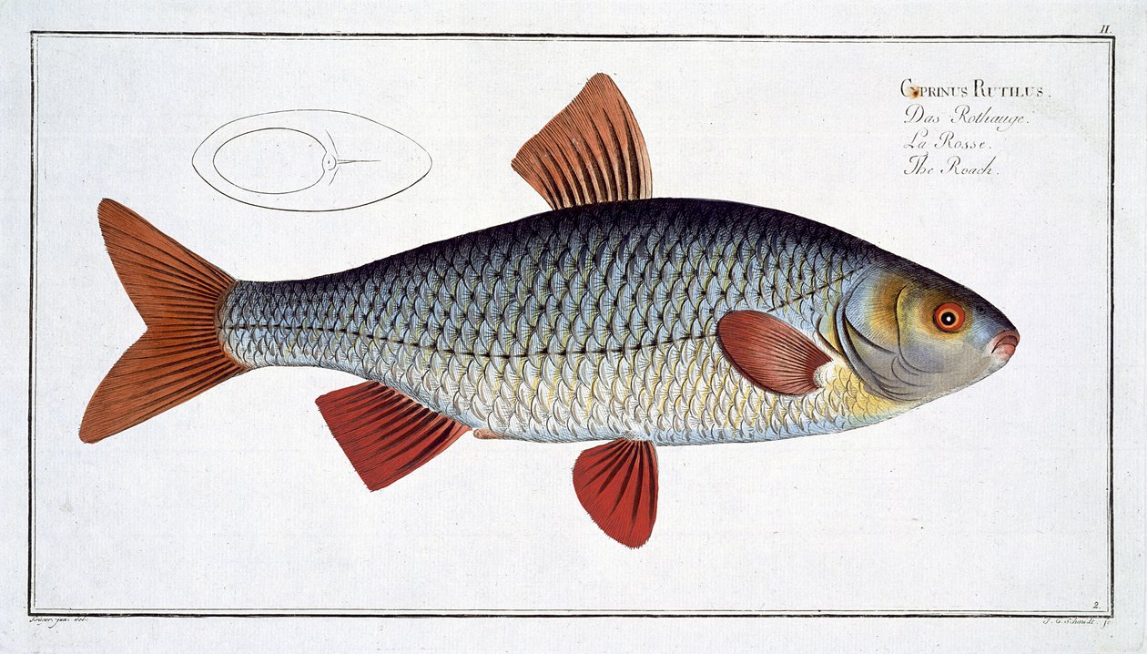 Roach (Cyprinus Rutilis) tavola II da 