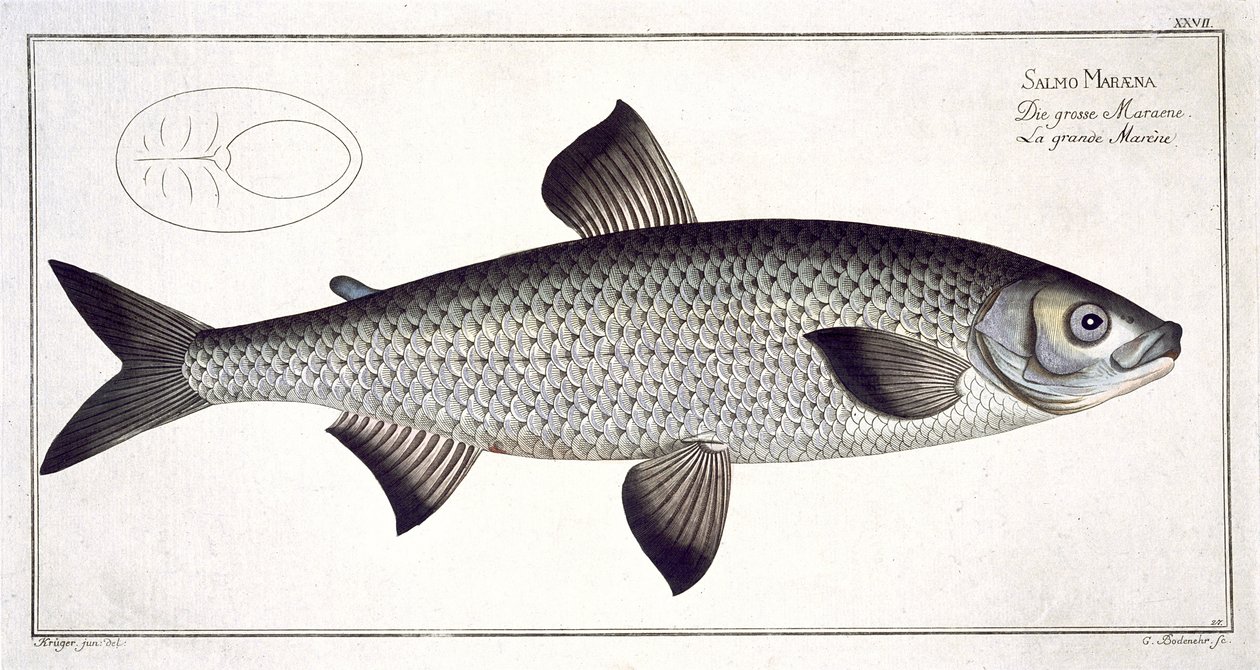 Salmone (Salmo Maraena) tavola XXVII da 