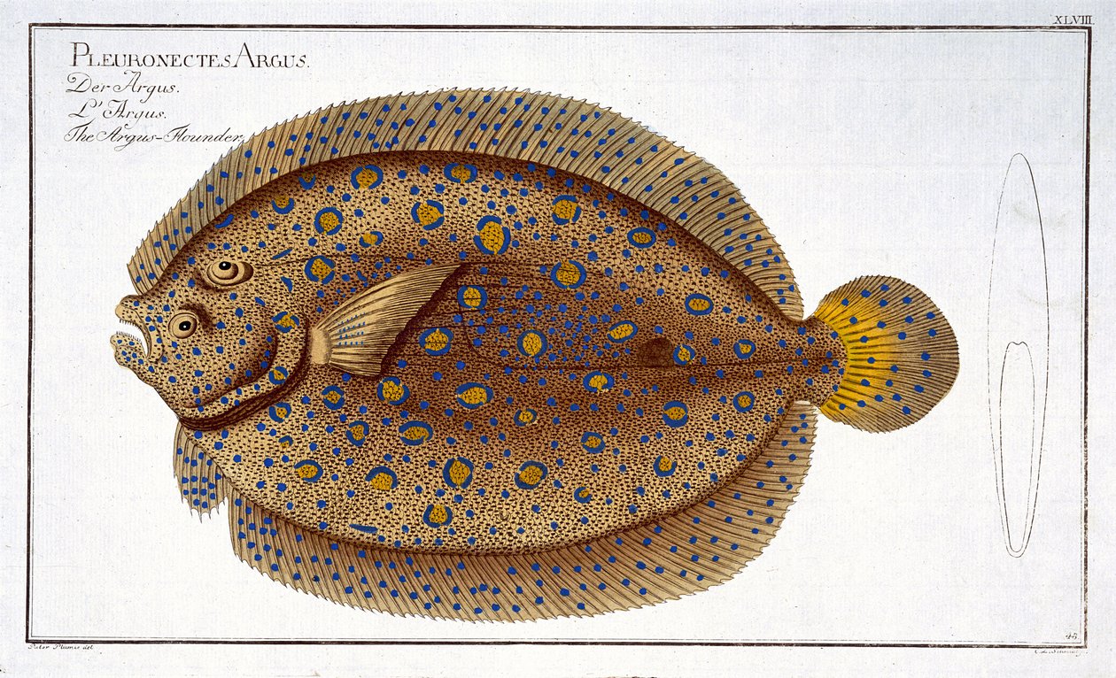 Il rombo Argus (Pleuronectes Argus) tavola XLVIII da 
