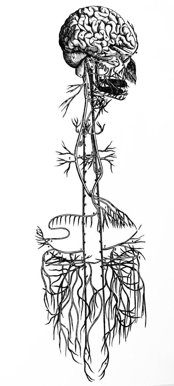 Le tavole dal quarto libro del De Humani Corporis Fabrica da Andreas Vesalius