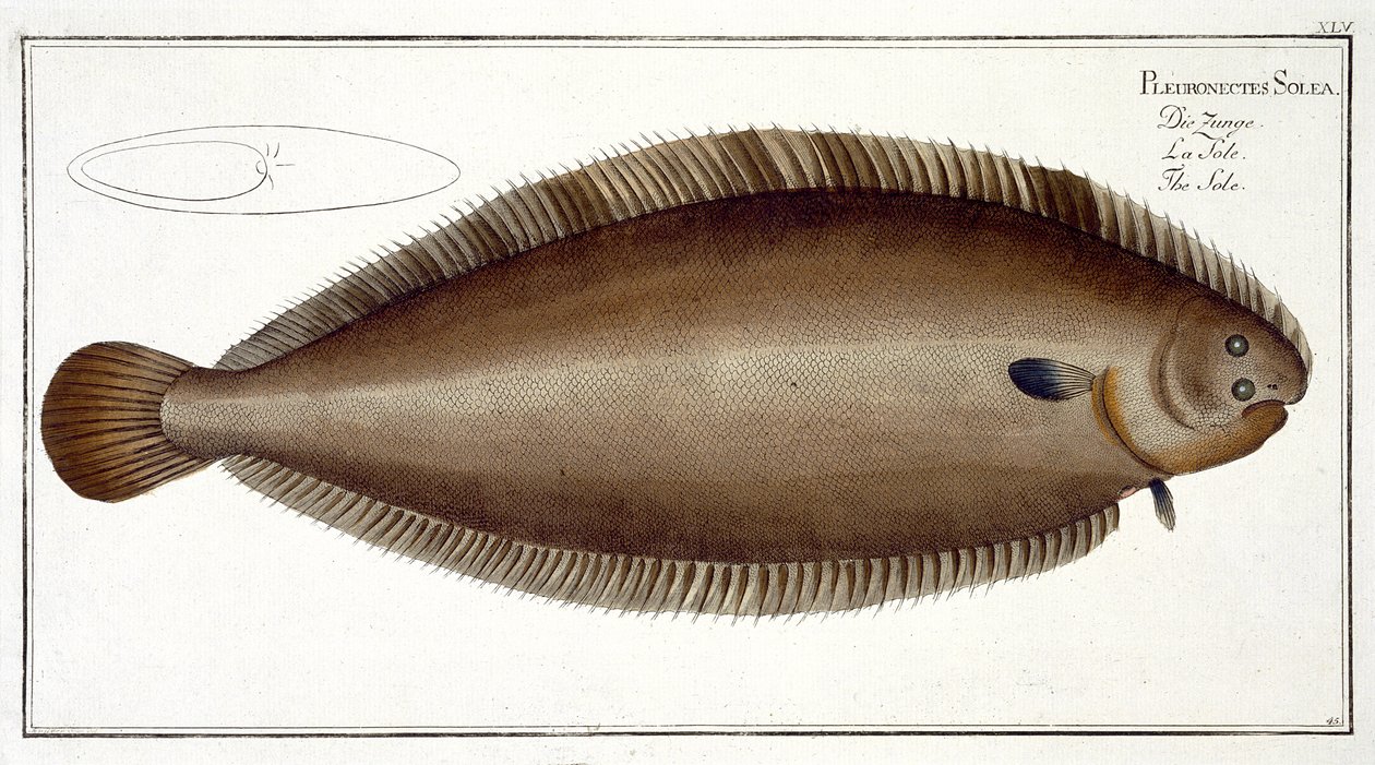Sogliola di Dover (Solea Solaea) tavola XLV da 
