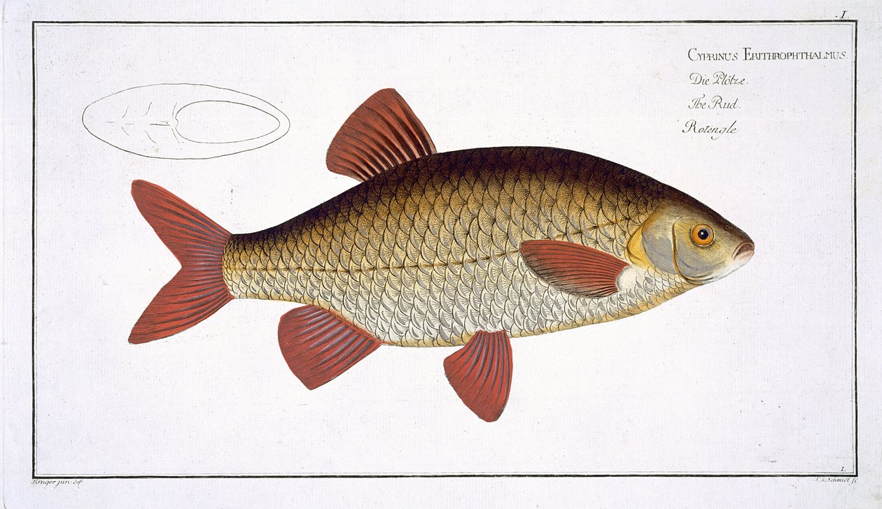 Carpa rossa (Cyprinus Erithrophthalmus) tavola I da 