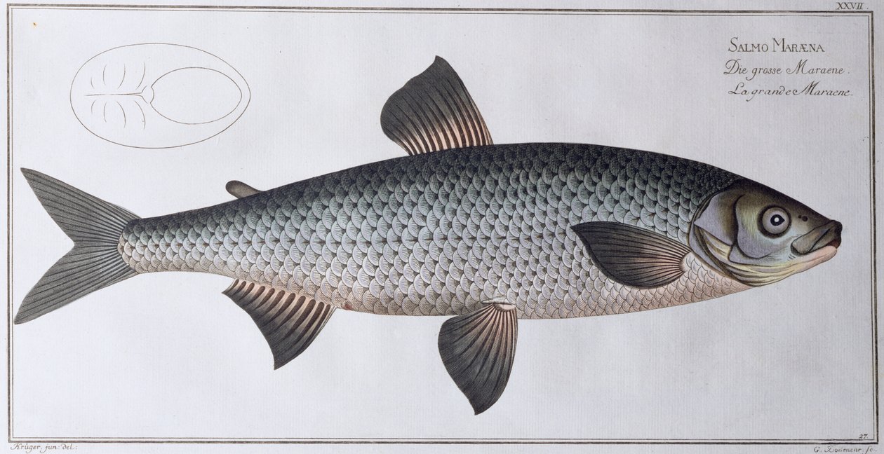 Salmone: pub. da Black, c.1790 da Andreas Ludwig Kruger
