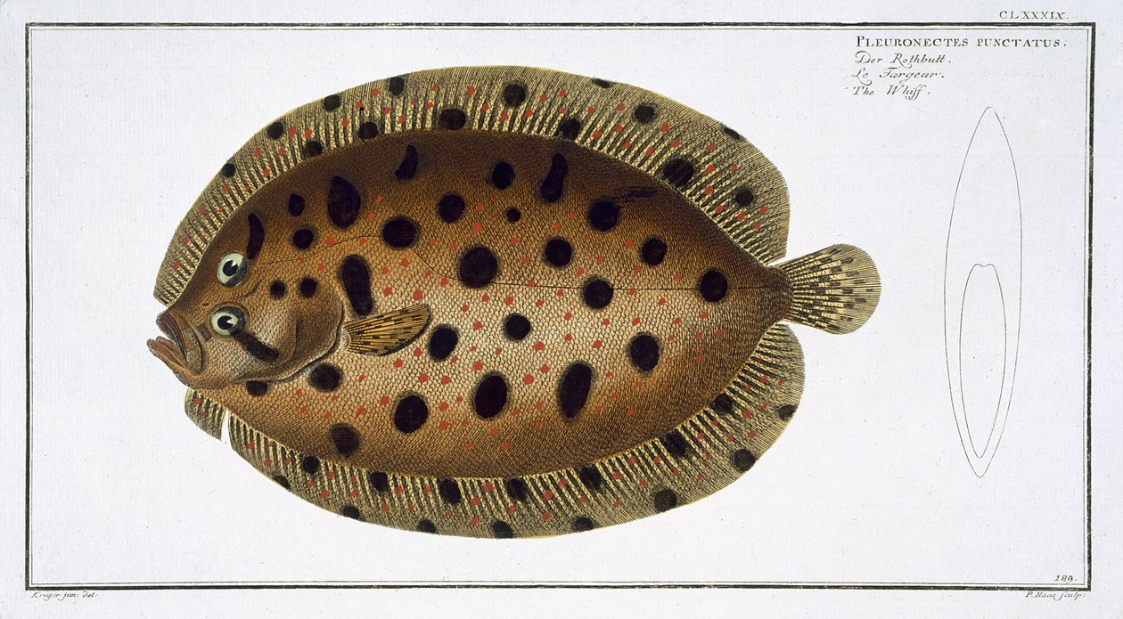 Il Whiff (Pleuronectus Punctatus) da Andreas Ludwig Kruger