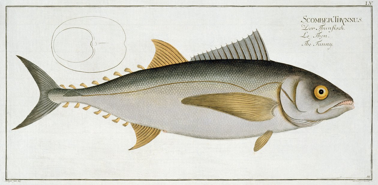 Tonno (Scomber Thynnus) tavola LV da 