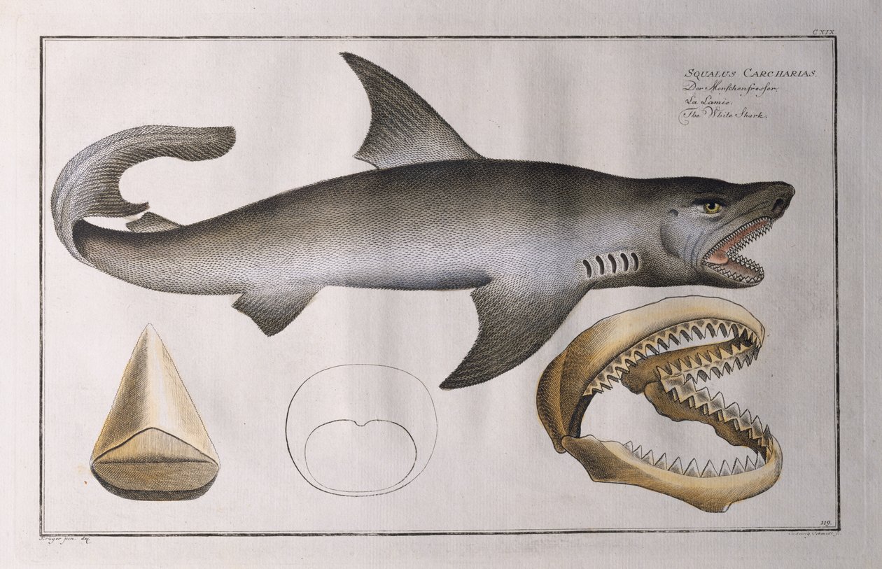 Squalo bianco: pub. da Black, c.1790 da Andreas Ludwig Kruger