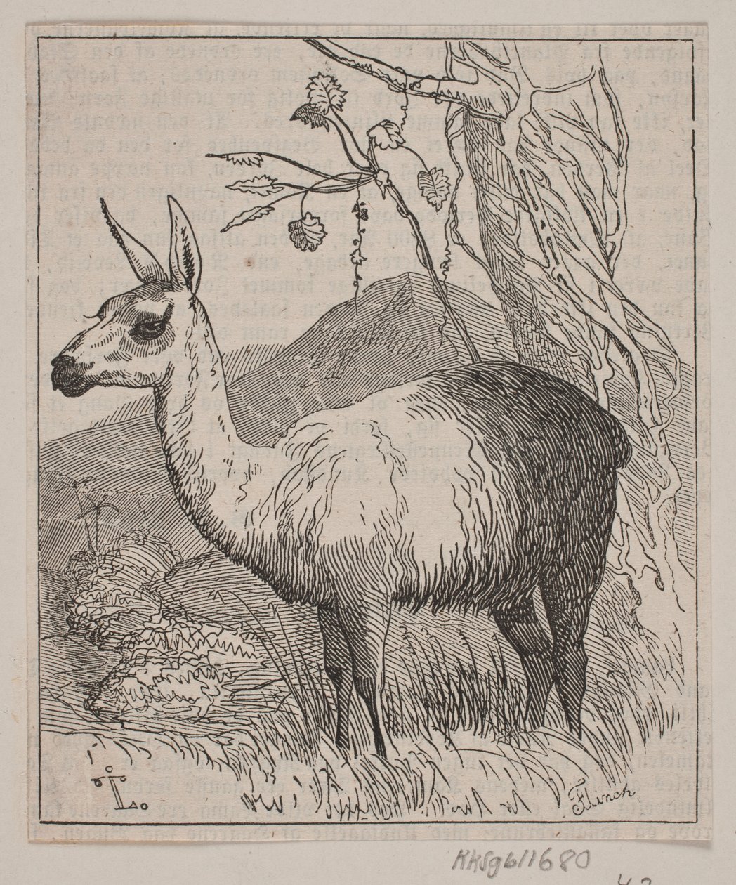 Un lama da Andreas Flinch