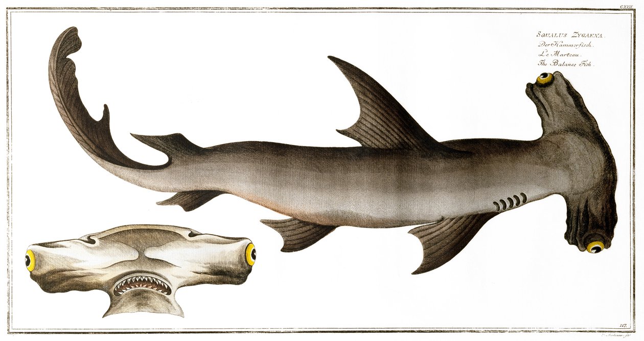 Squalo martello (pesce bilancia), pubblicato da Black, c.1790 da Andreas Ludwig Kruger