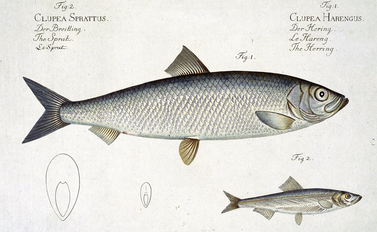 Aringa (Clupea Harengus) e Spratto (Clupea Sprattus) tavola XXIX da 