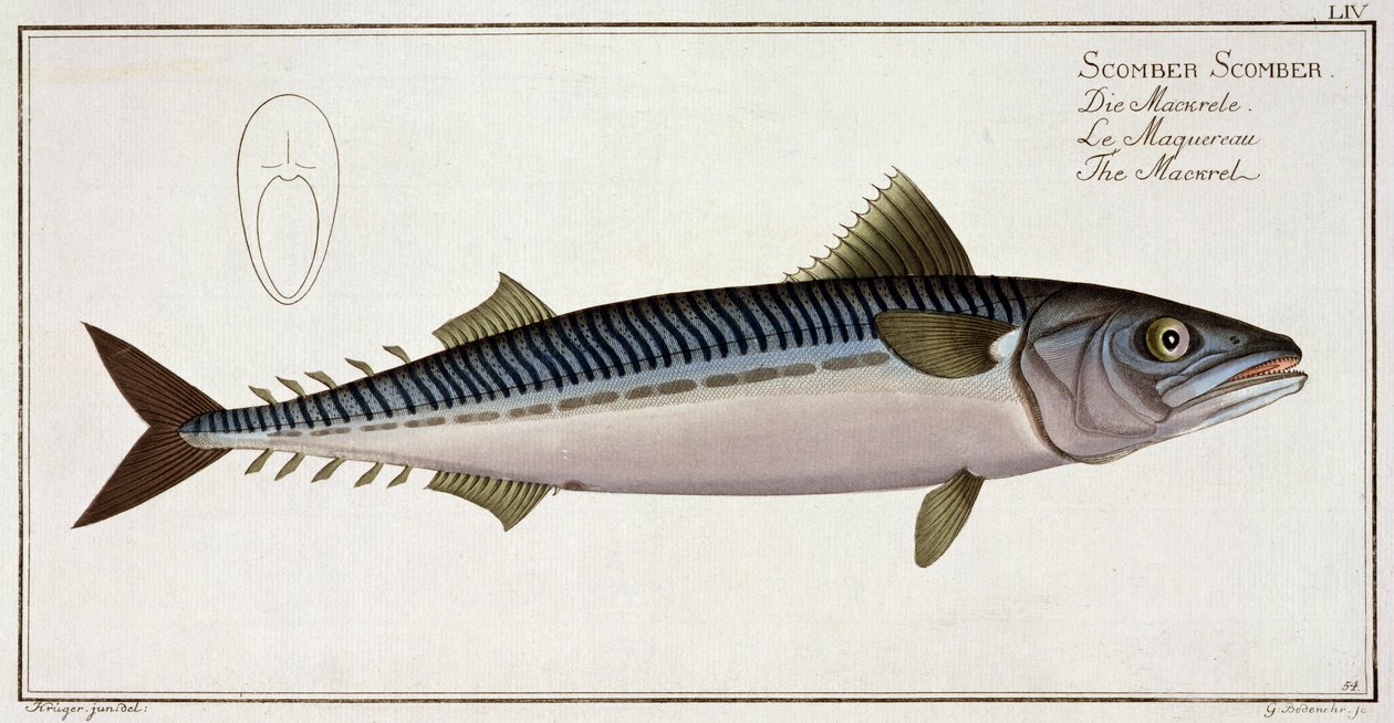 Sgombro (Scomber Scomber) tavola LIV da 