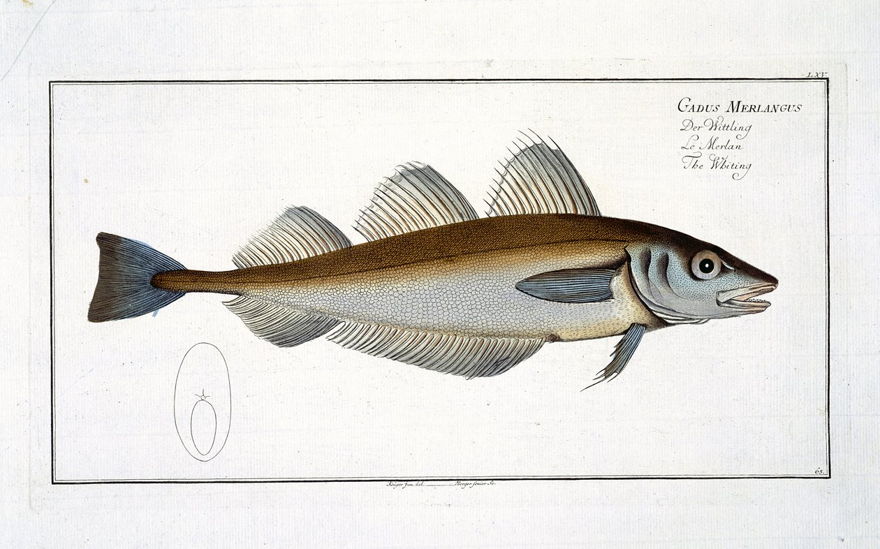 Merlano (Gadus Merlangus) tavola LXV da 