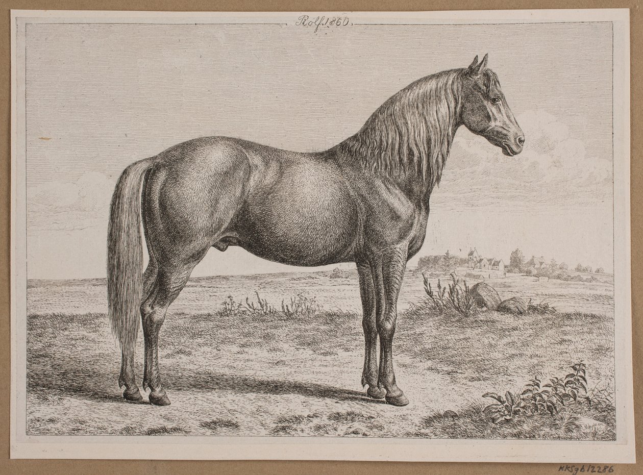 Rolf. Un cavallo nel campo da Andreas Peter Madsen
