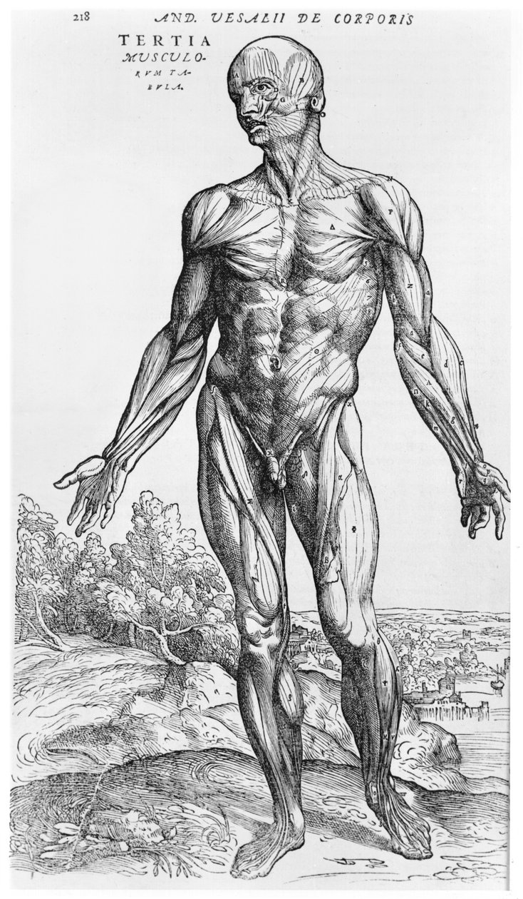 Studio anatomico, illustrazione da 