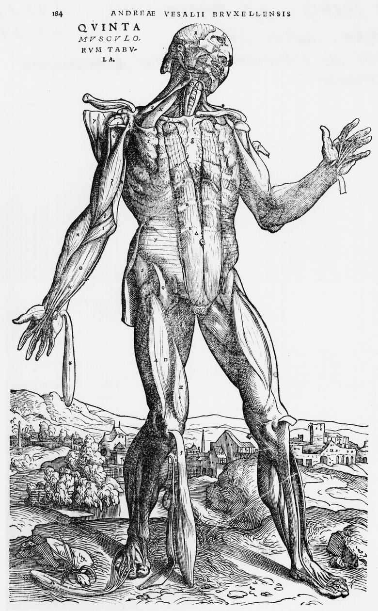 Studio anatomico, illustrazione da 