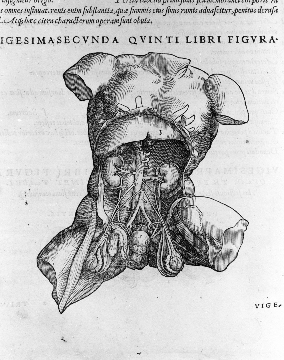 Andrea Vesalio (1514 - 1564), medico di Carlo V. "Humani corporis fabrica libri septem", Basilea 1543. da Andreas Vesalius