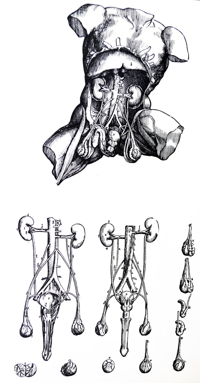 Le tavole del quinto libro del De Humani Corporis Fabrica da Andreas Vesalius