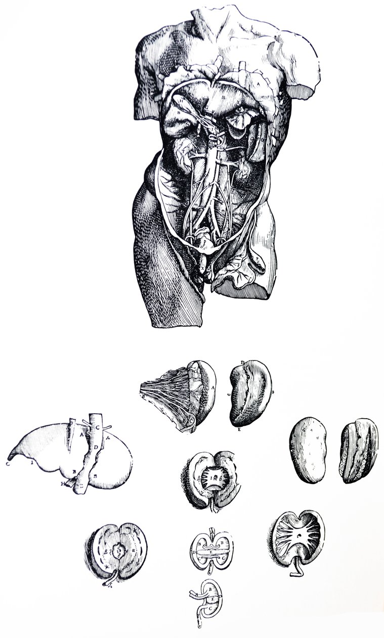 Le Tavole dal Quinto Libro del De Humani Corporis Fabrica da Andreas Vesalius