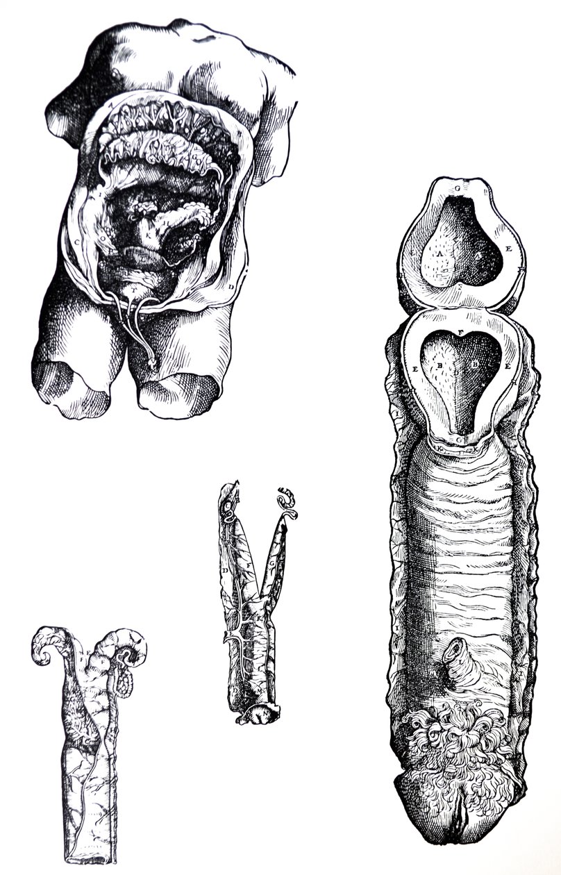 Le tavole dal quinto libro del De Humani Corporis Fabrica da Andreas Vesalius