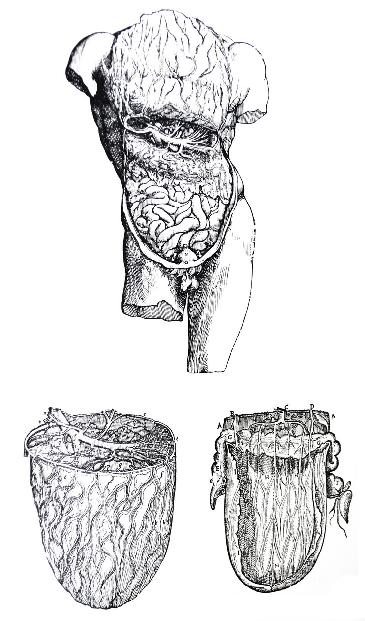 Le tavole del quinto libro del De Humani Corporis Fabrica da Andreas Vesalius