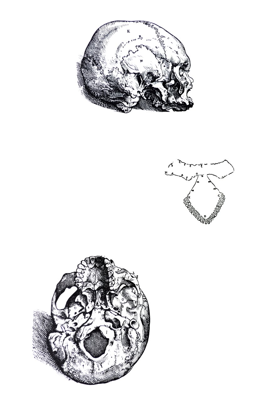Le tavole dal primo libro del De Humani Corporis Fabrica da Andreas Vesalius
