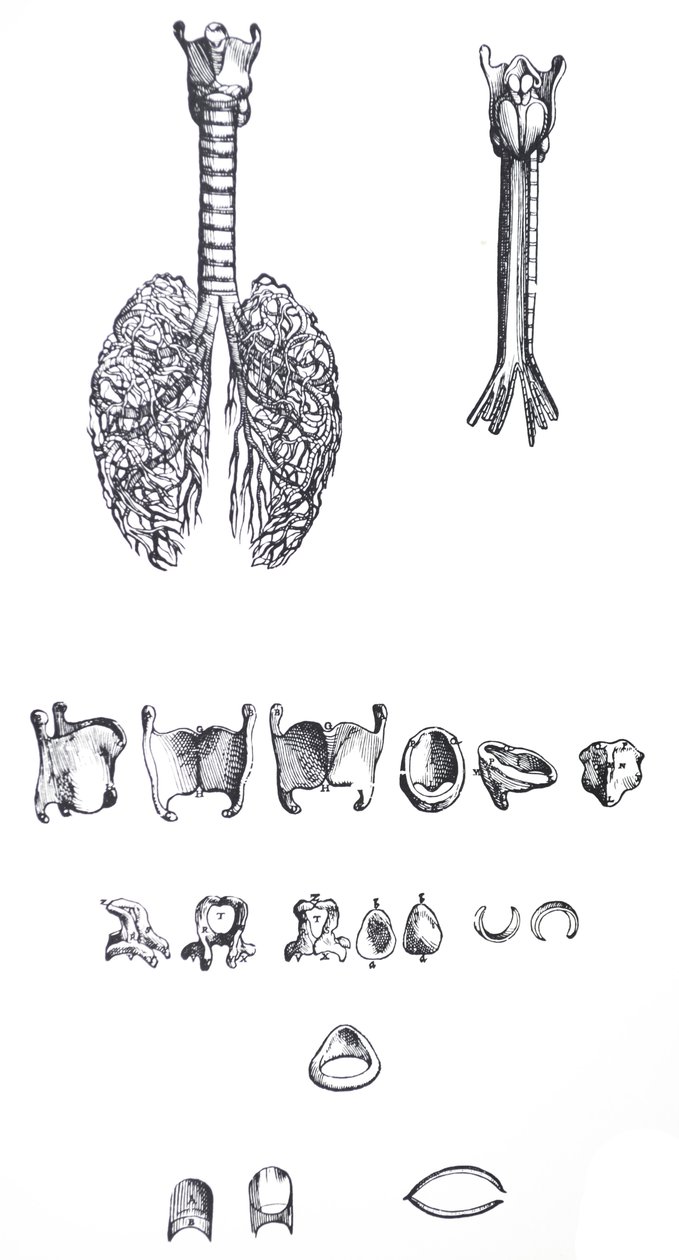 Le tavole dal primo libro del De Humani Corporis Fabrica da Andreas Vesalius
