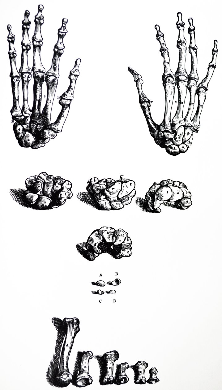 Le tavole dal primo libro del De Humani Corporis Fabrica da Andreas Vesalius