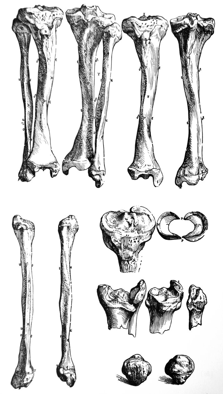Le tavole dal primo libro del De Humani Corporis Fabrica da Andreas Vesalius
