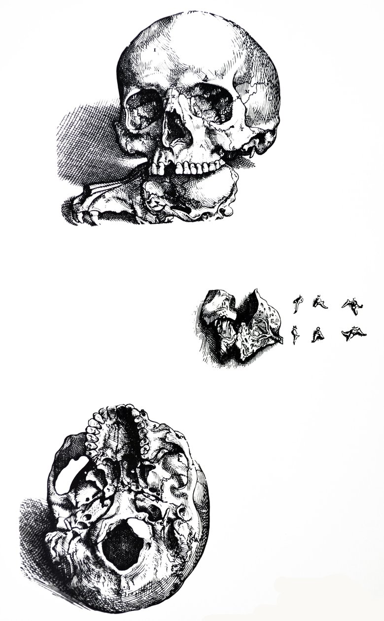 Le tavole dal primo libro del De Humani Corporis Fabrica da Andreas Vesalius