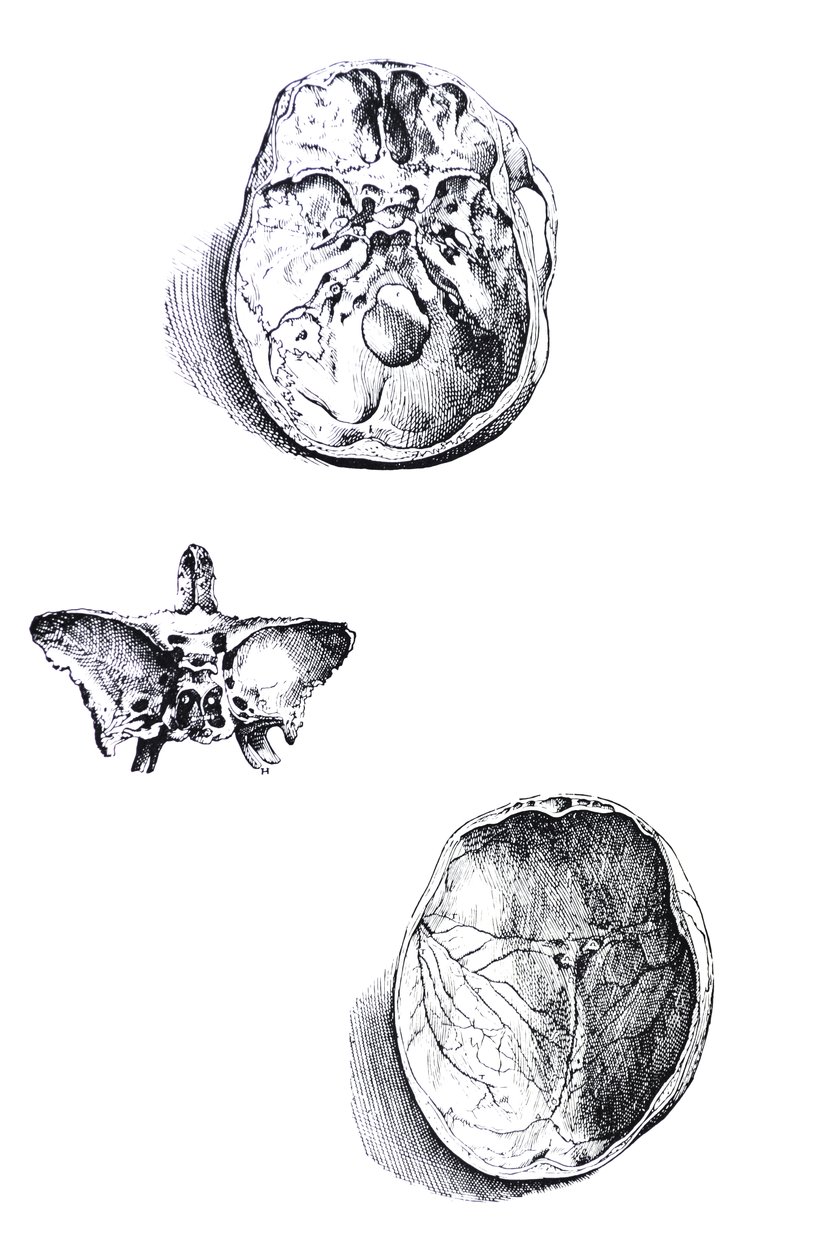 Le tavole dal primo libro del De Humani Corporis Fabrica da Andreas Vesalius