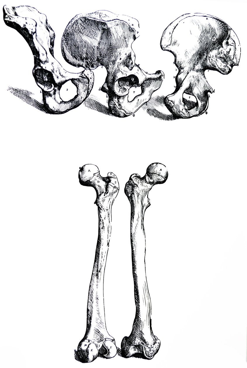 Le tavole dal primo libro del De Humani Corporis Fabrica da Andreas Vesalius
