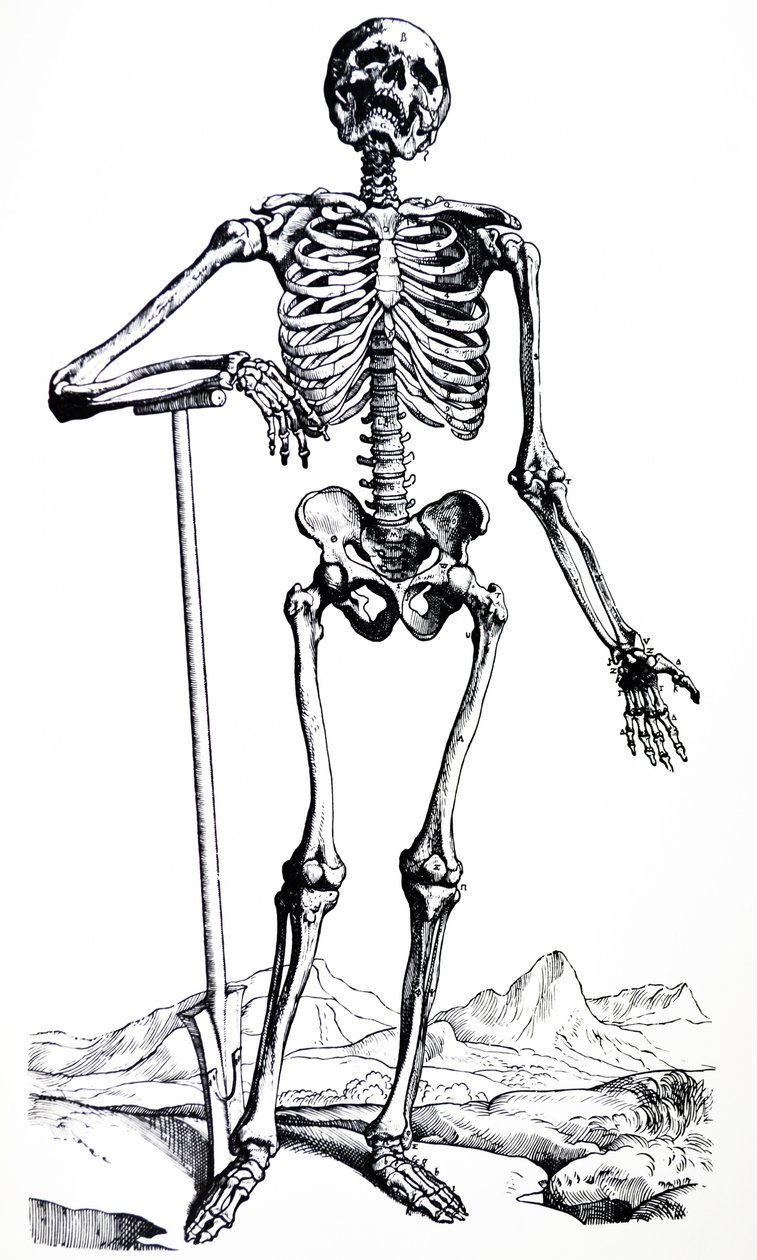 Le tavole del primo libro del De Humani Corporis Fabrica da Andreas Vesalius