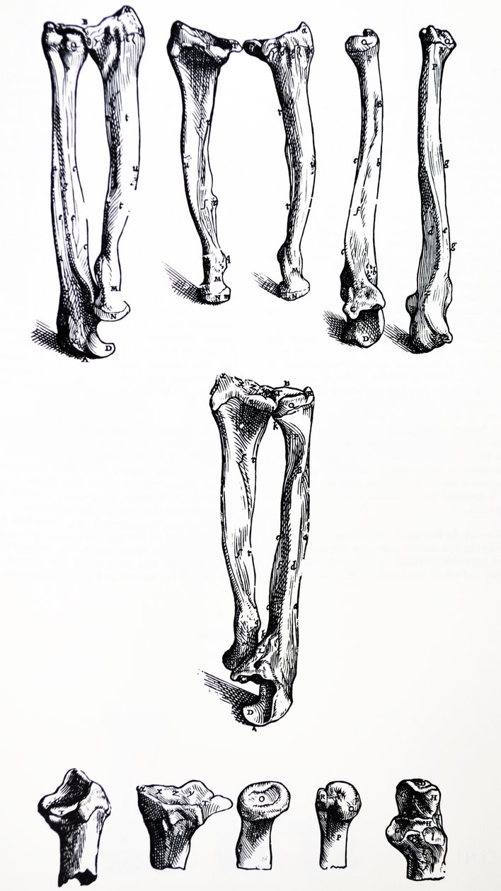 Le tavole dal primo libro del De Humani Corporis Fabrica da Andreas Vesalius