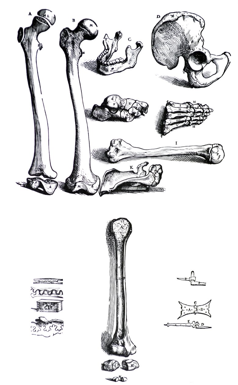 Le tavole dal primo libro del De Humani Corporis Fabrica di Andreas Vesalius da Andreas Vesalius