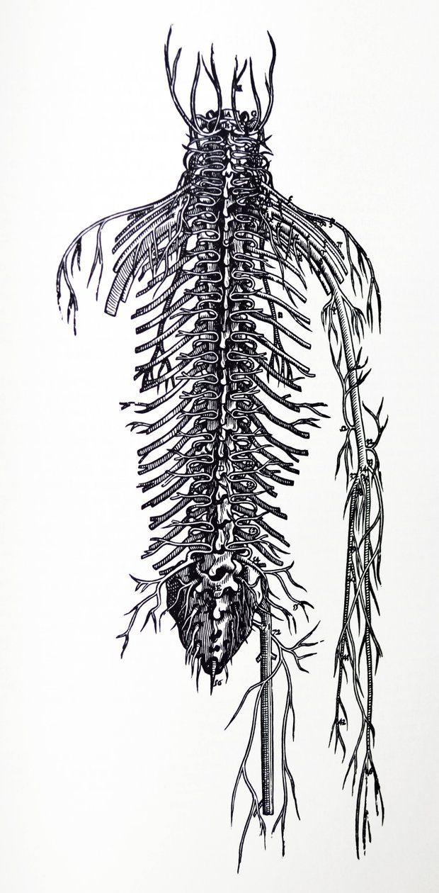 Le tavole del quarto libro del De Humani Corporis Fabrica da Andreas Vesalius