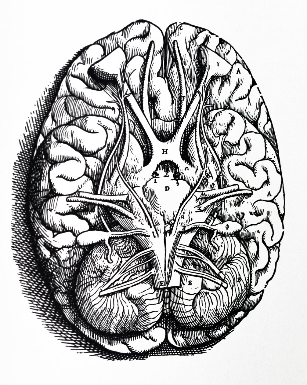 Le tavole del quarto libro del De Humani Corporis Fabrica da Andreas Vesalius