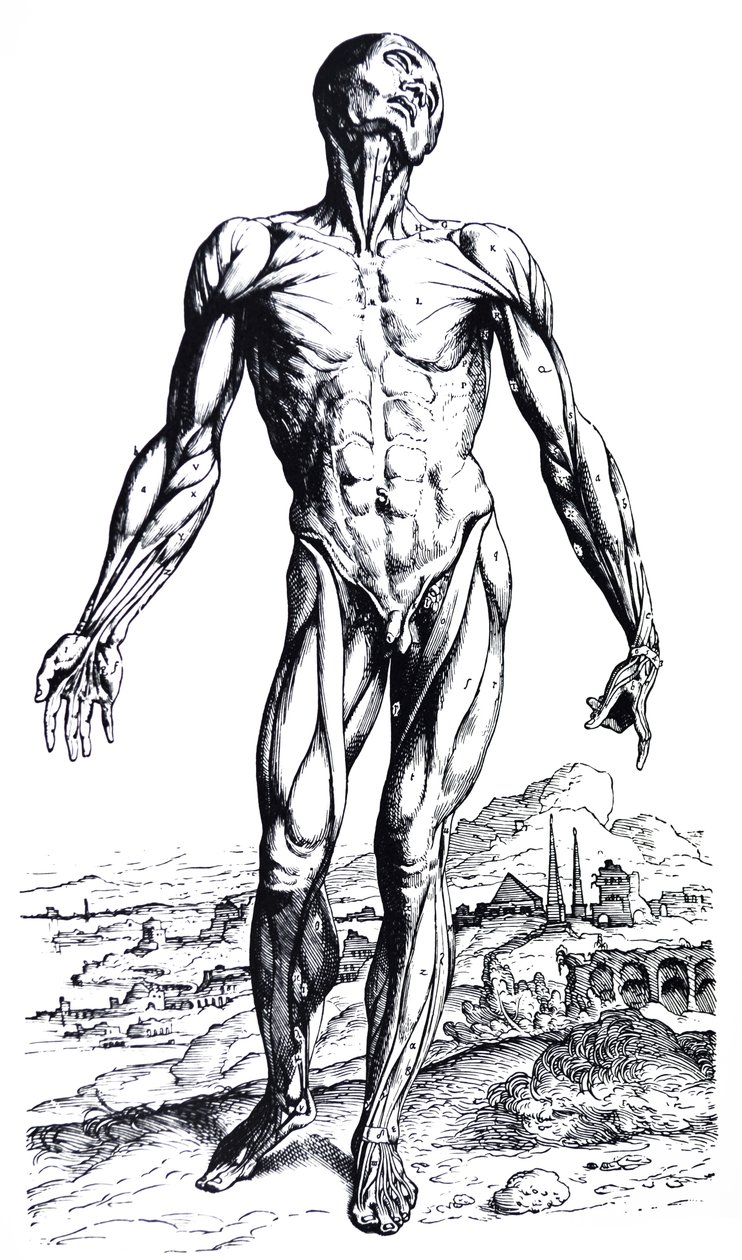 Le tavole del secondo libro del De Humani Corporis Fabrica da Andreas Vesalius