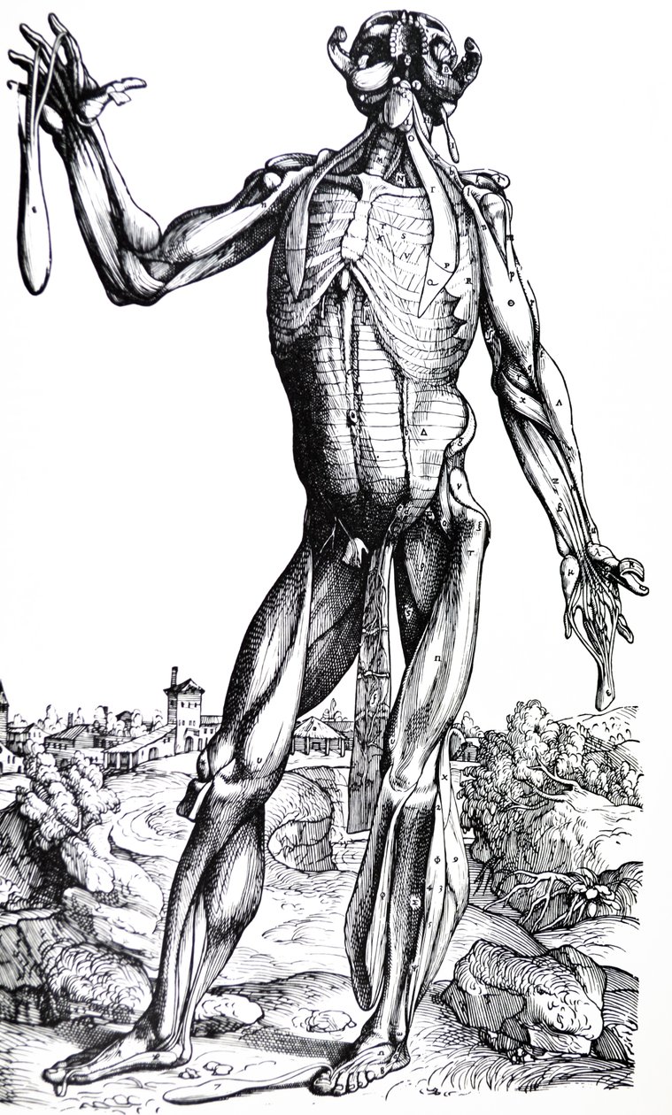 Le tavole dal Secondo Libro del De Humani Corporis Fabrica da Andreas Vesalius