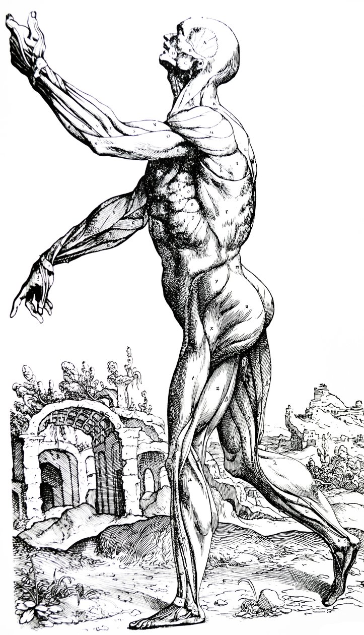 Le tavole del secondo libro del De Humani Corporis Fabrica da Andreas Vesalius