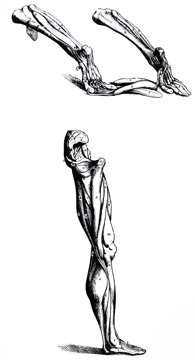 Le tavole dal secondo libro del De Humani Corporis Fabrica da Andreas Vesalius