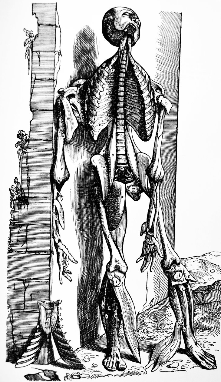 Le tavole del secondo libro del De Humani Corporis Fabrica da Andreas Vesalius