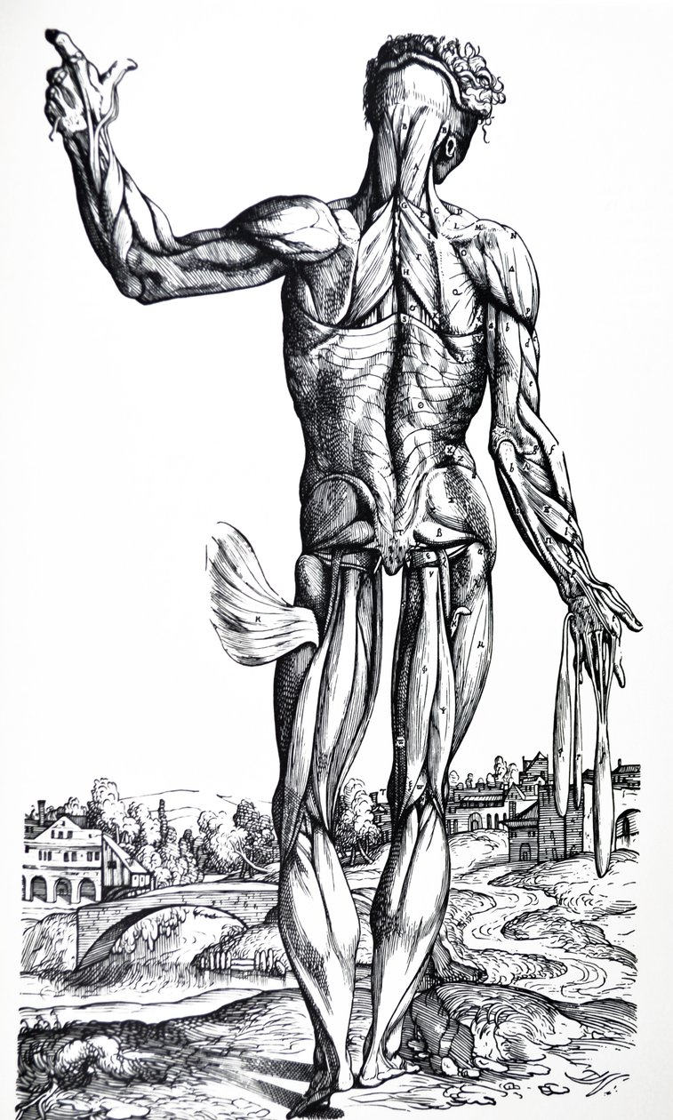 Le tavole dal secondo libro del De Humani Corporis Fabrica da Andreas Vesalius