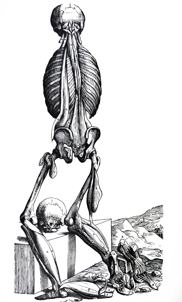 Le tavole dal secondo libro del De Humani Corporis Fabrica da Andreas Vesalius