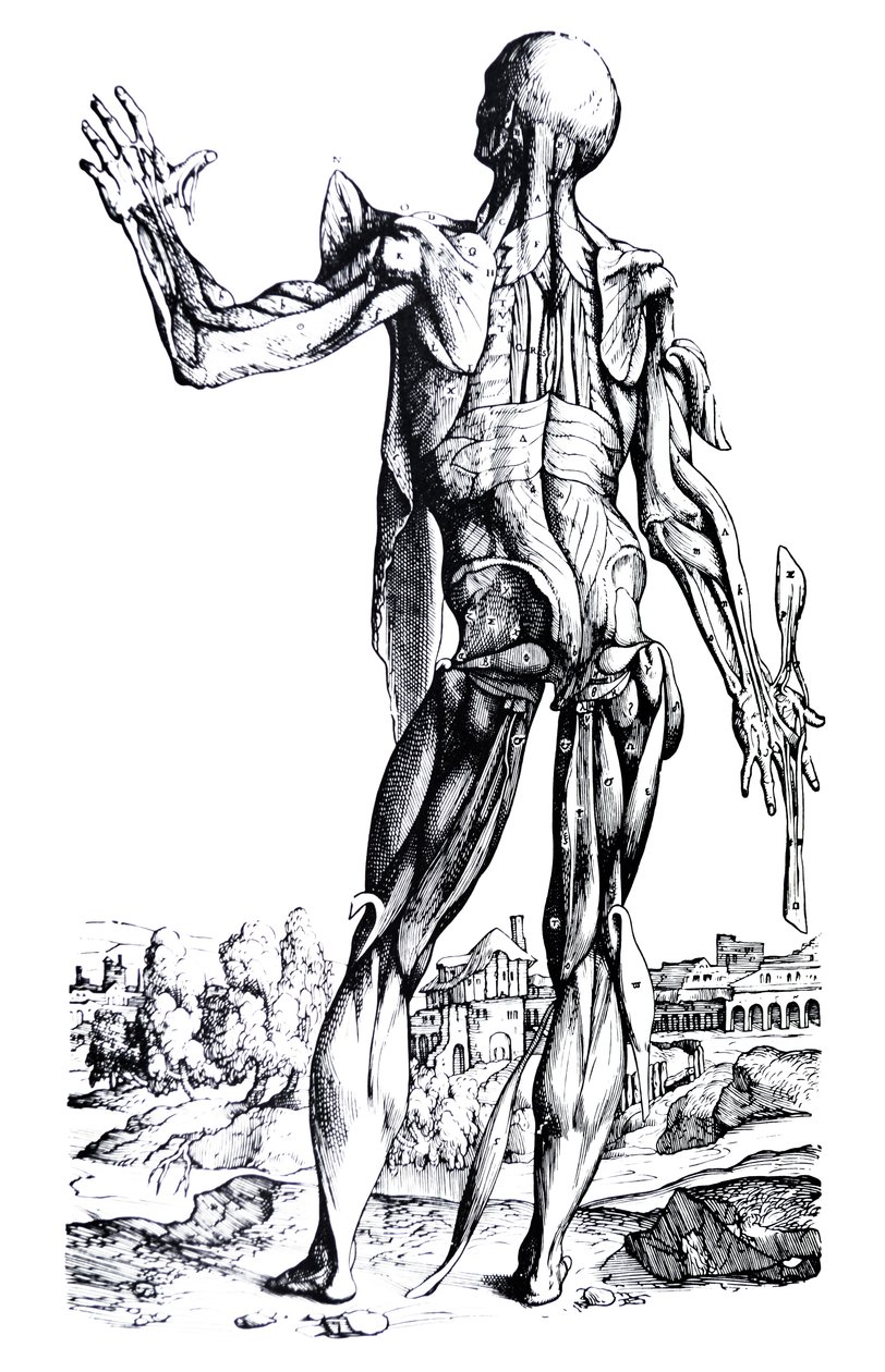 Le tavole del secondo libro del De Humani Corporis Fabrica da Andreas Vesalius