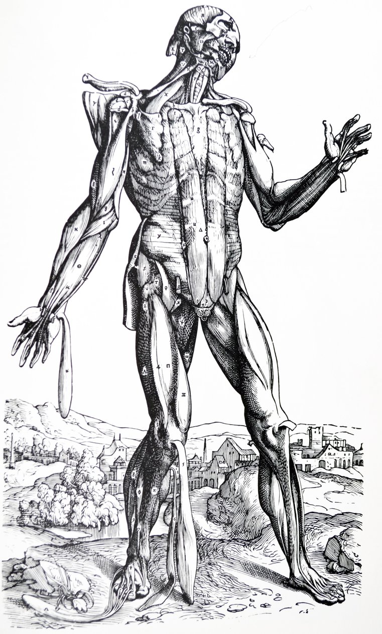 Le tavole dal secondo libro del De Humani Corporis Fabrica da Andreas Vesalius
