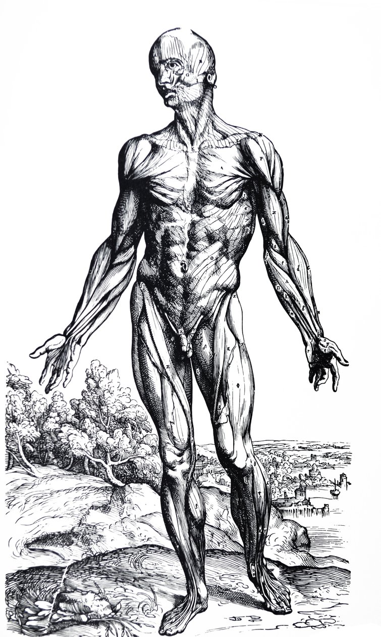 Le tavole dal secondo libro del De Humani Corporis Fabrica da Andreas Vesalius