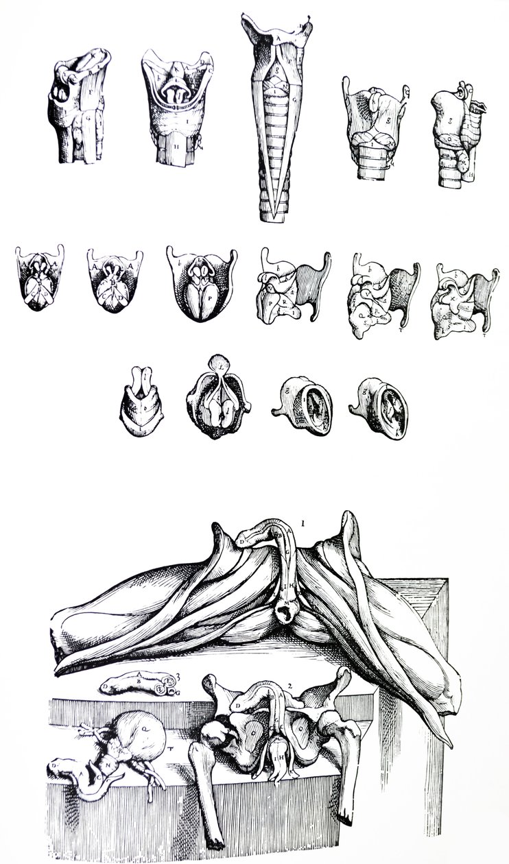 Le tavole dal secondo libro del De Humani Corporis Fabrica da Andreas Vesalius