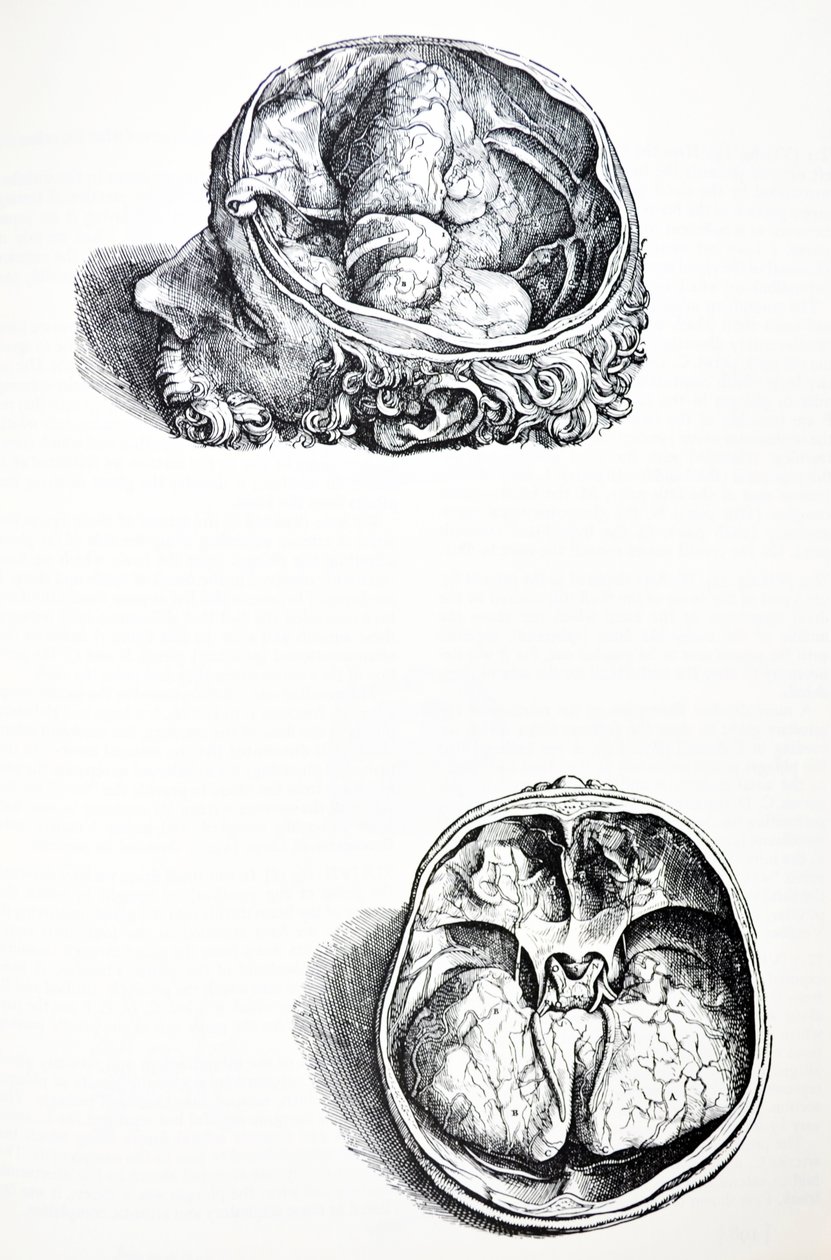 Le Tavole dal Settimo Libro del De Humani Corporis Fabrica da Andreas Vesalius