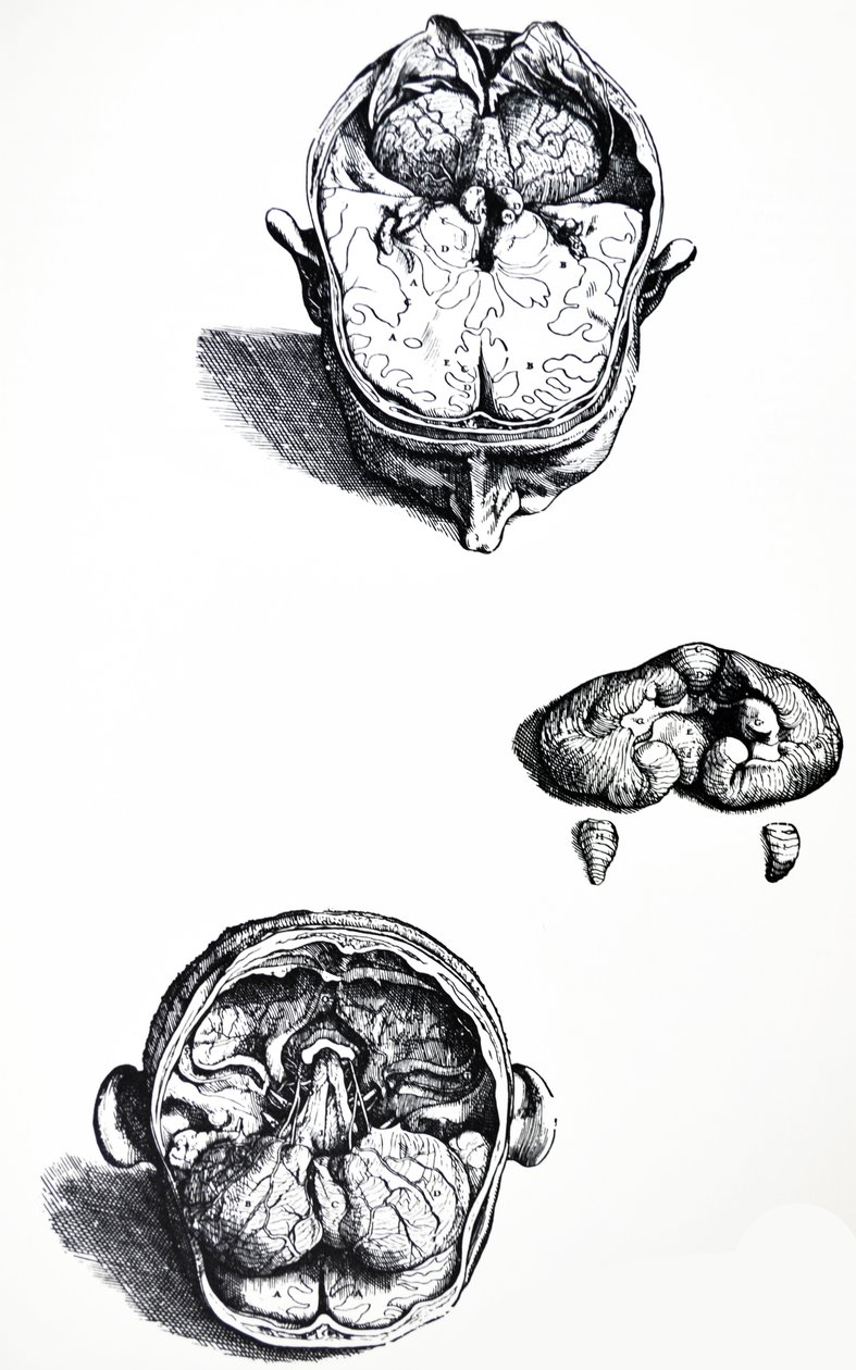 Le tavole del settimo libro del De Humani Corporis Fabrica da Andreas Vesalius
